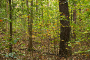 NABU-Thema im Februar: Eindrücke vom Waldbegang