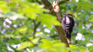 NABU-Thema im März: Der Buntspecht
