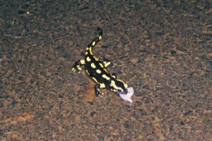 Pause auf dem Weg zum Laichgewässer