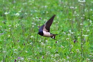 Die ersten Schwalben sind zurück