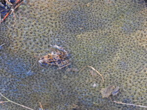 Amphibien an Laichgewässern bei Holzheim