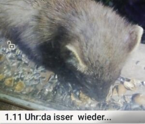 Nicht nur Vögel mögen Vogelfutter