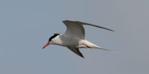 NABU-Thema im Mai: Achtsame Naturfotografie