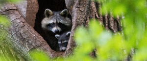 NABU-Thema im Juni:  Der Waschbär, ein Problembär