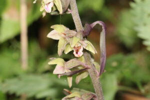 Orchidee des Jahres 2026