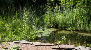 NABU-Thema im Juli:  Wasser für unsere Tiere
