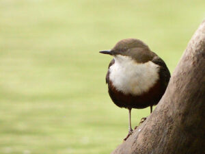 Wasseramsel am Gelbach
